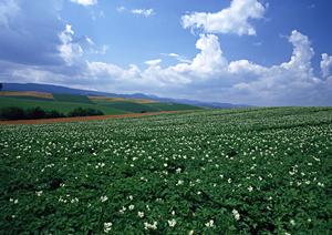 川越市の満足できる家族葬を行う葬儀屋