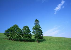 堺で安心して利用できる霊園をお探しなら